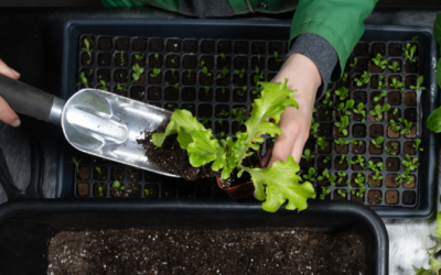 Partners carry urban agriculture work forward