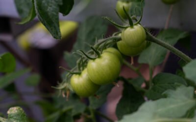 Transitioning our work for long-term sustainability